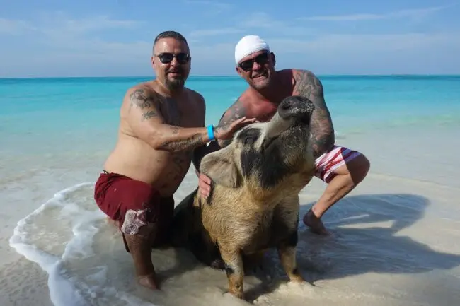 Guests swimming with the famous pigs at Rose Island, Nassau
